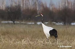 Японский журавль. Долина р.Борзя Хинганский заповедник.